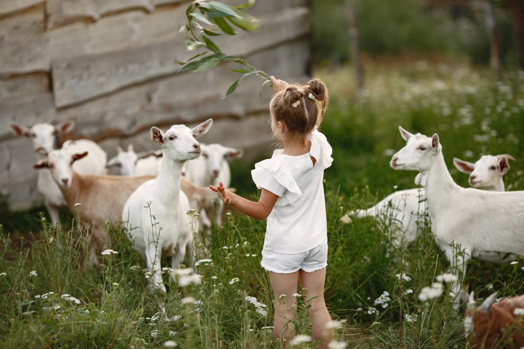 Kinderboerderij in Spijkenisse
