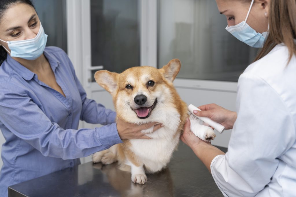 Dierenkliniek in Spijkenisse